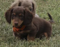 UABR Spruce, a male Miniature Dachshund for sale in Mountain Home, AR – 1 of 10