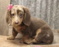 UABR Patches, a female Miniature Dachshund for sale in Mountain Home, AR – 8 of 10