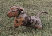 UABR Violet, a female Miniature Dachshund for sale in Mountain Home, AR – 2 of 6