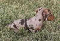 UABR Violet, a female Miniature Dachshund for sale in Mountain Home, AR – 3 of 6