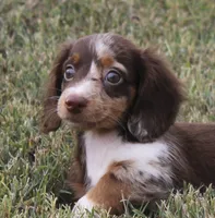 UABR Teeny, a female Miniature Dachshund for sale in Mountain Home, AR – 5 of 10