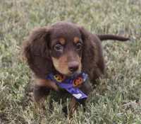 UABR Susan, a female Miniature Dachshund for sale in Mountain Home, AR – 2 of 10