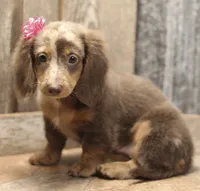 UABR Patches, a female Miniature Dachshund for sale in Mountain Home, AR – 1 of 10