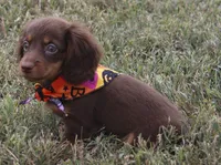 UABR Lucy, a female Miniature Dachshund for sale in Mountain Home, AR – 7 of 10