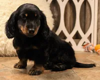 Austin, a male Miniature Dachshund for sale in Mountain Home, AR – 3 of 10
