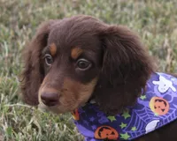 UABR Susan, a female Miniature Dachshund for sale in Mountain Home, AR – 6 of 10