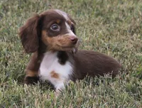 UABR Teeny, a female Miniature Dachshund for sale in Mountain Home, AR – 3 of 10