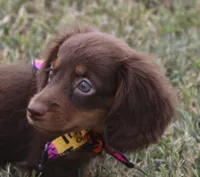 UABR Lucy, a female Miniature Dachshund for sale in Mountain Home, AR – 2 of 10