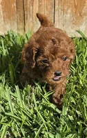AKC Aurora *Ready 6/22*, a female Poodle - Toy  for sale in Arlington, TX – 3 of 4