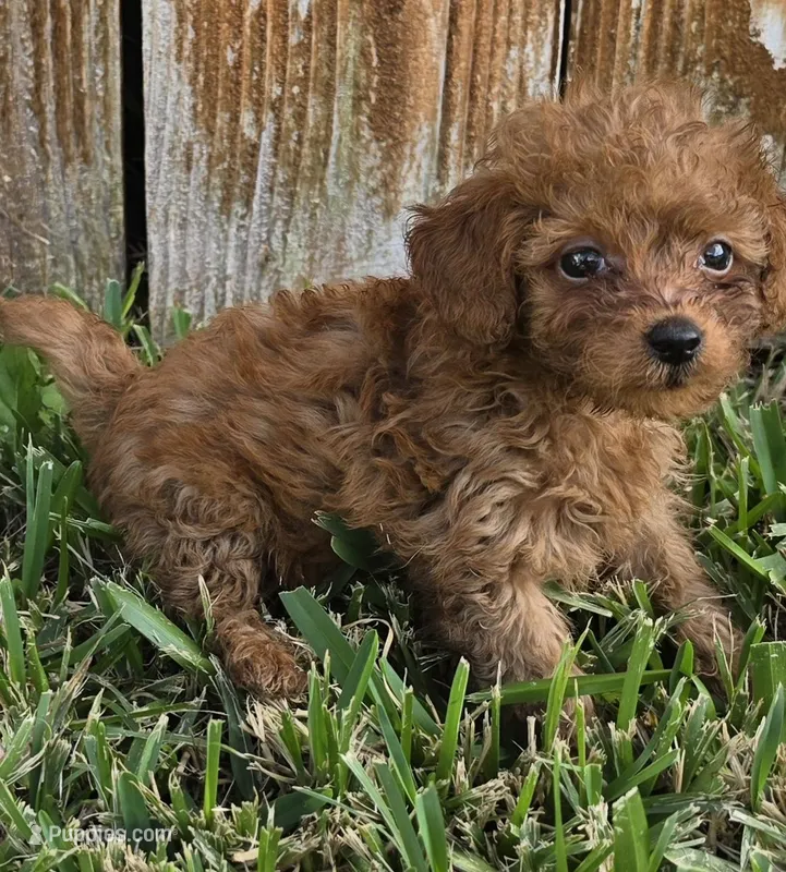 Ruby *Ready 10/27* – Poodle - Toy  puppy for sale in Arlington, TX