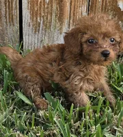 Ruby *Ready 10/27*, a female Poodle - Toy  for sale in Arlington, TX – 1 of 3