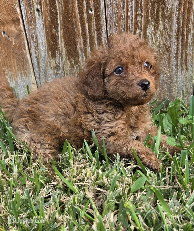 Rowan *Ready 10/27* – Poodle - Toy  puppy for sale in Arlington, TX