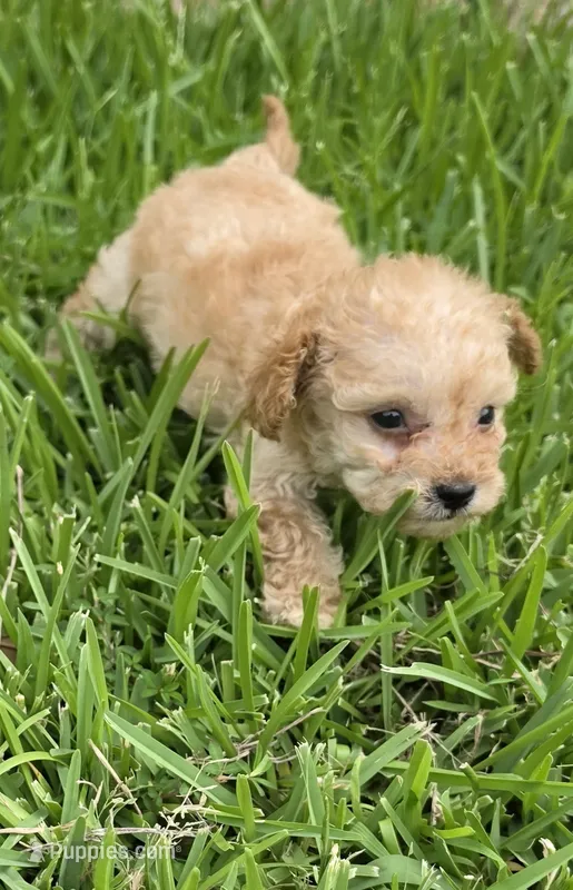 AKC Buttercup *Ready 8/6* – Poodle - Toy  puppy for sale in Arlington, TX