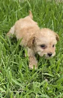 AKC Buttercup *Ready 8/6*, a female Poodle - Toy  for sale in Arlington, TX – 1 of 4