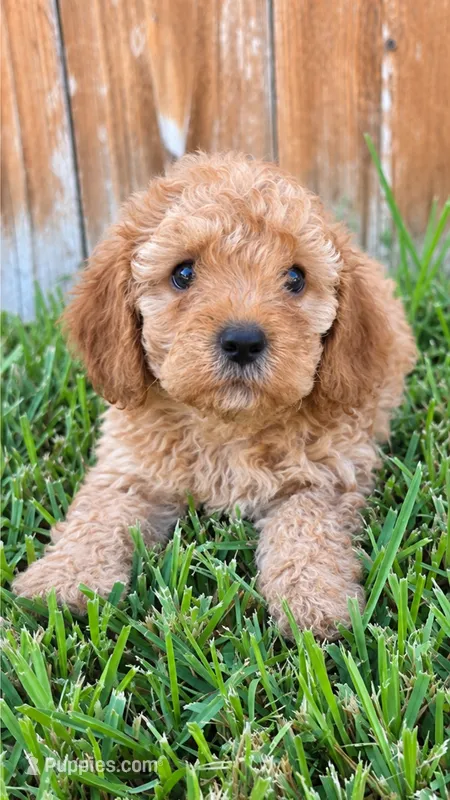 Archer *Ready Oct 5th* – Poodle - Toy  puppy for sale in Arlington, TX