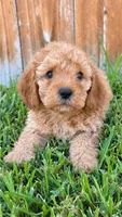 Archer *Ready Oct 5th*, a male Poodle - Toy  for sale in Arlington, TX – 1 of 3