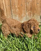 AKC Jasper, a male Poodle - Toy  for sale in Arlington, TX – 4 of 4