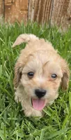 AKC Biscuit *Ready 8/6*, a male Poodle - Toy  for sale in Arlington, TX – 4 of 4