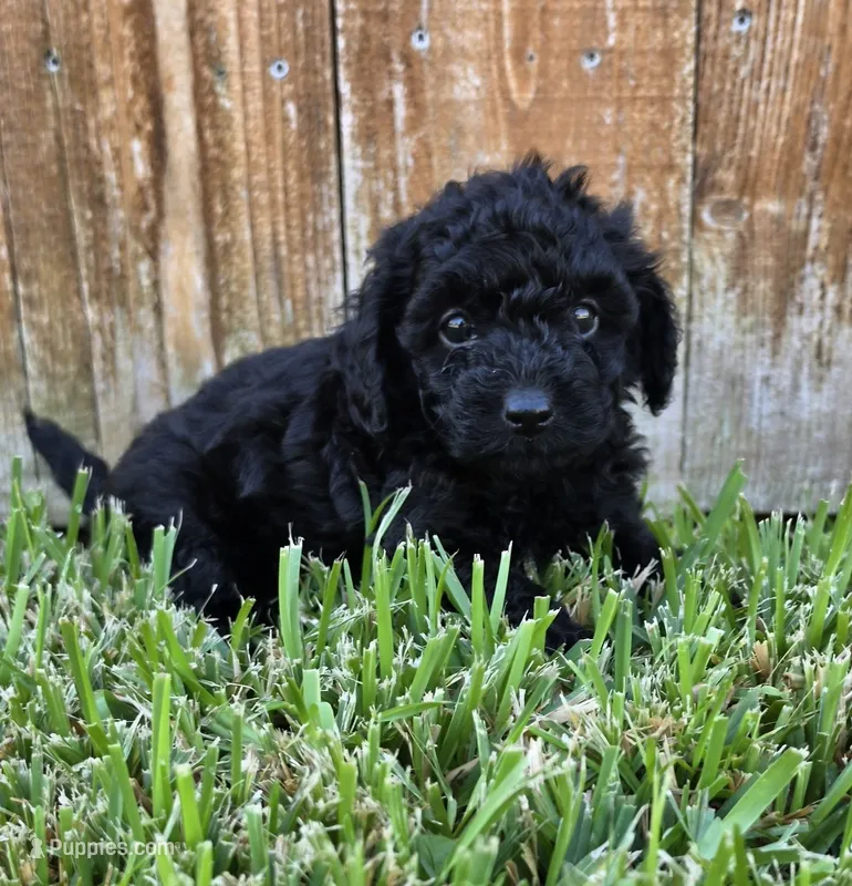 Denzel *Ready Oct 5th* – Poodle - Toy  puppy for sale in Arlington, TX