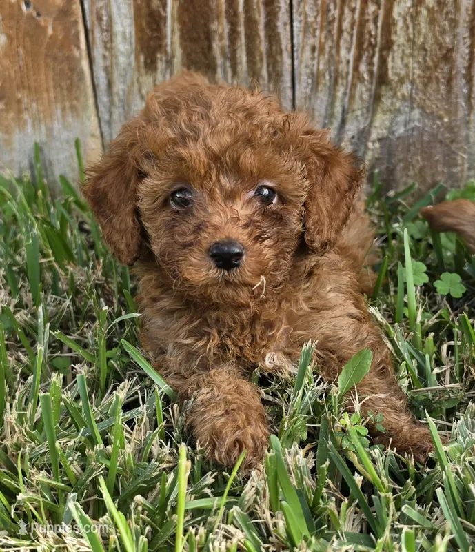 Rose *Ready 10/27* – Poodle - Toy  puppy for sale in Arlington, TX