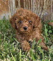 Rose *Ready 10/27*, a female Poodle - Toy  for sale in Arlington, TX – 1 of 3