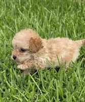 AKC Buttercup *Ready 8/6*, a female Poodle - Toy  for sale in Arlington, TX – 2 of 4