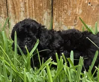 AKC Pepper *Ready 8/6*, a female Poodle - Toy  for sale in Arlington, TX – 2 of 3