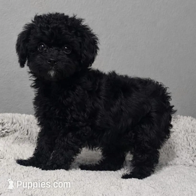 AKC Oreo *Updated* – Poodle - Toy  puppy for sale in Arlington, TX