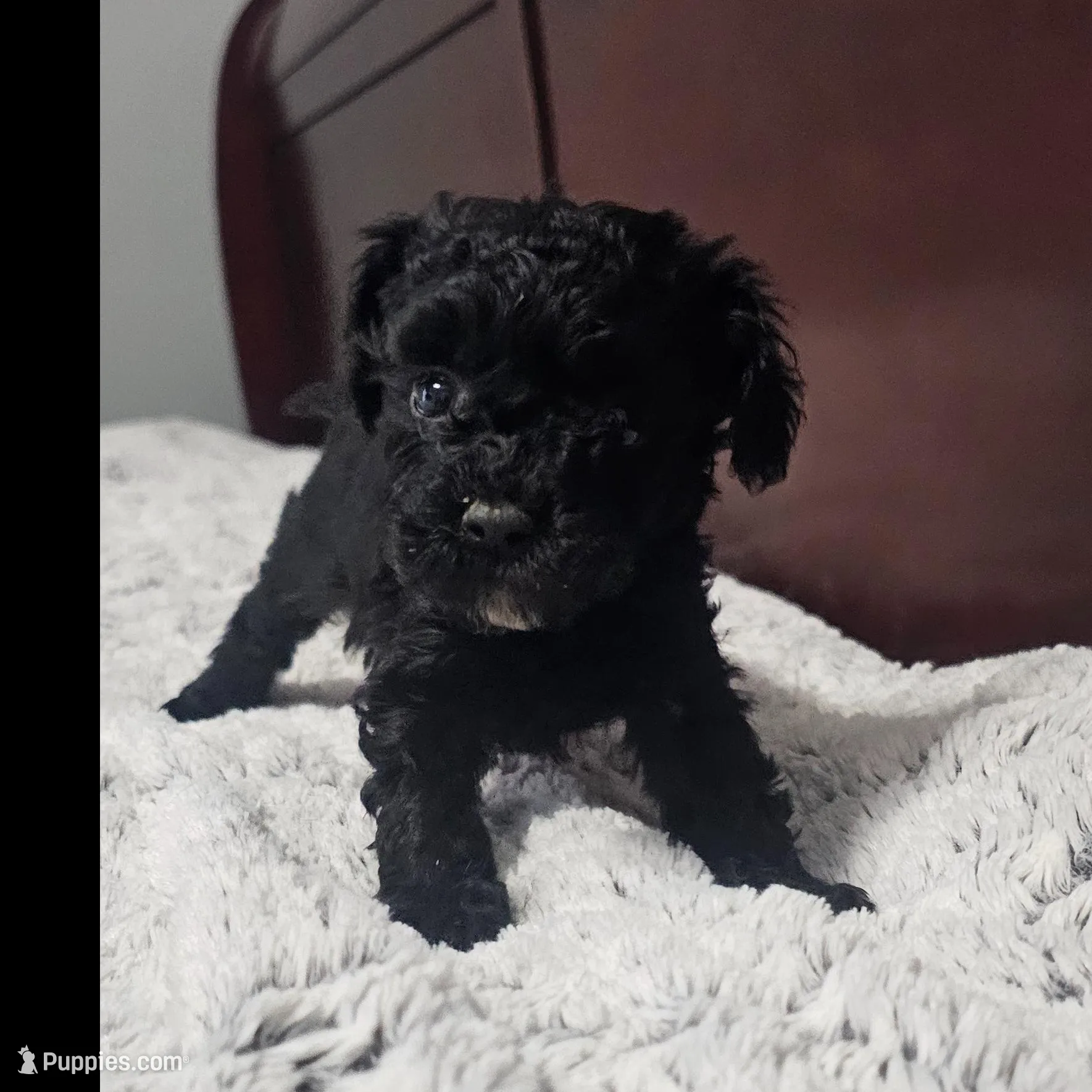 Oreo, a male Poodle - Toy  for sale in Arlington, TX – Photo 1 of 2