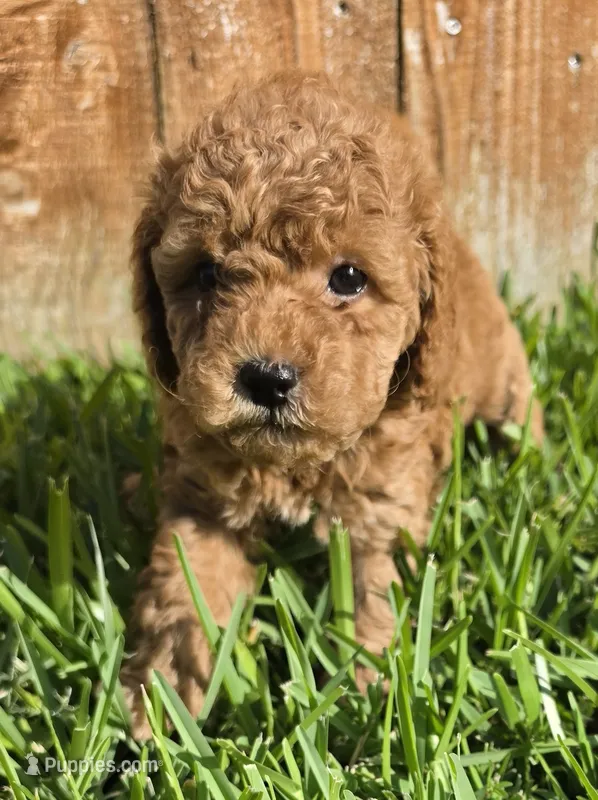 AKC Marle *Ready 6/22* – Poodle - Toy  puppy for sale in Arlington, TX