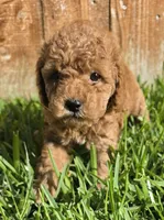 AKC Marle *Ready 6/22*, a female Poodle - Toy  for sale in Arlington, TX – 1 of 1