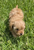 AKC Sunny *Ready 8/22*, a male Poodle - Toy  for sale in Arlington, TX – 3 of 3