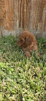 Rose *Ready 10/27*, a female Poodle - Toy  for sale in Arlington, TX – 3 of 3