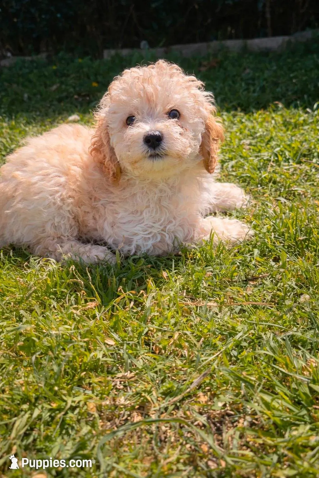 Beau *Updated*, a male Poodle - Toy  for sale in Arlington, TX – Photo 2 of 2