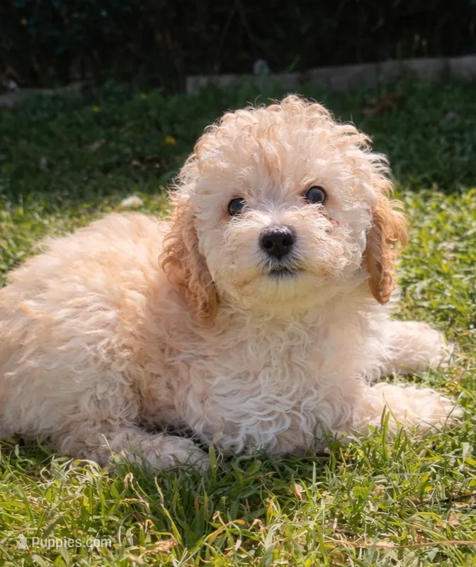 Beau *Updated* – Poodle - Toy  puppy for sale in Arlington, TX