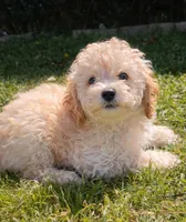 Beau *Updated*, a male Poodle - Toy  for sale in Arlington, TX – Photo 1 of 2