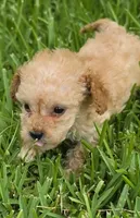 AKC Buttercup *Ready 8/6*, a female Poodle - Toy  for sale in Arlington, TX – 4 of 4