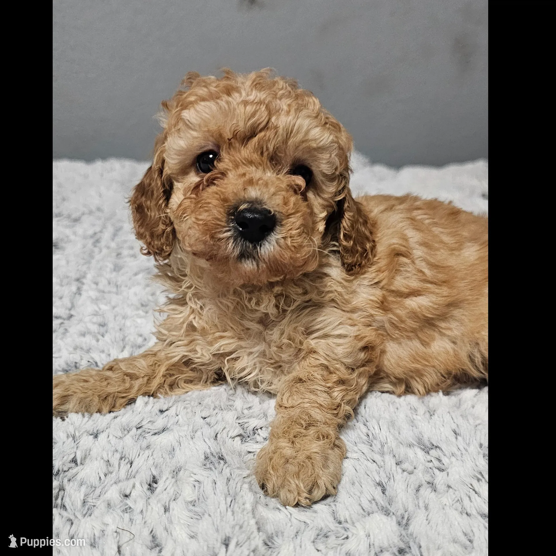 Autumn *Ready 3/14*, a female Poodle - Toy  for sale in Arlington, TX – Photo 3 of 4