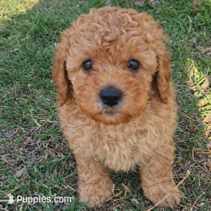 Autumn, a female Poodle - Toy  for sale in Arlington, TX – Photo 2 of 2