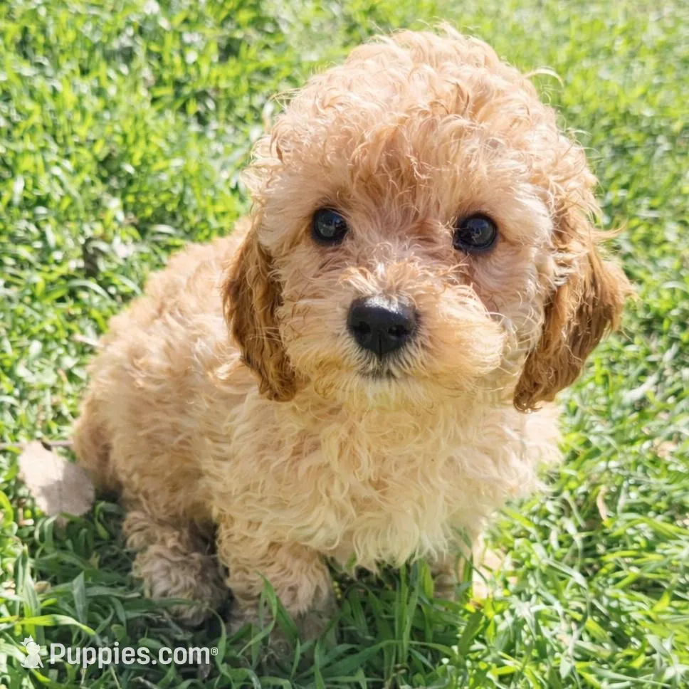 Autumn – Poodle - Toy  puppy for sale in Arlington, TX