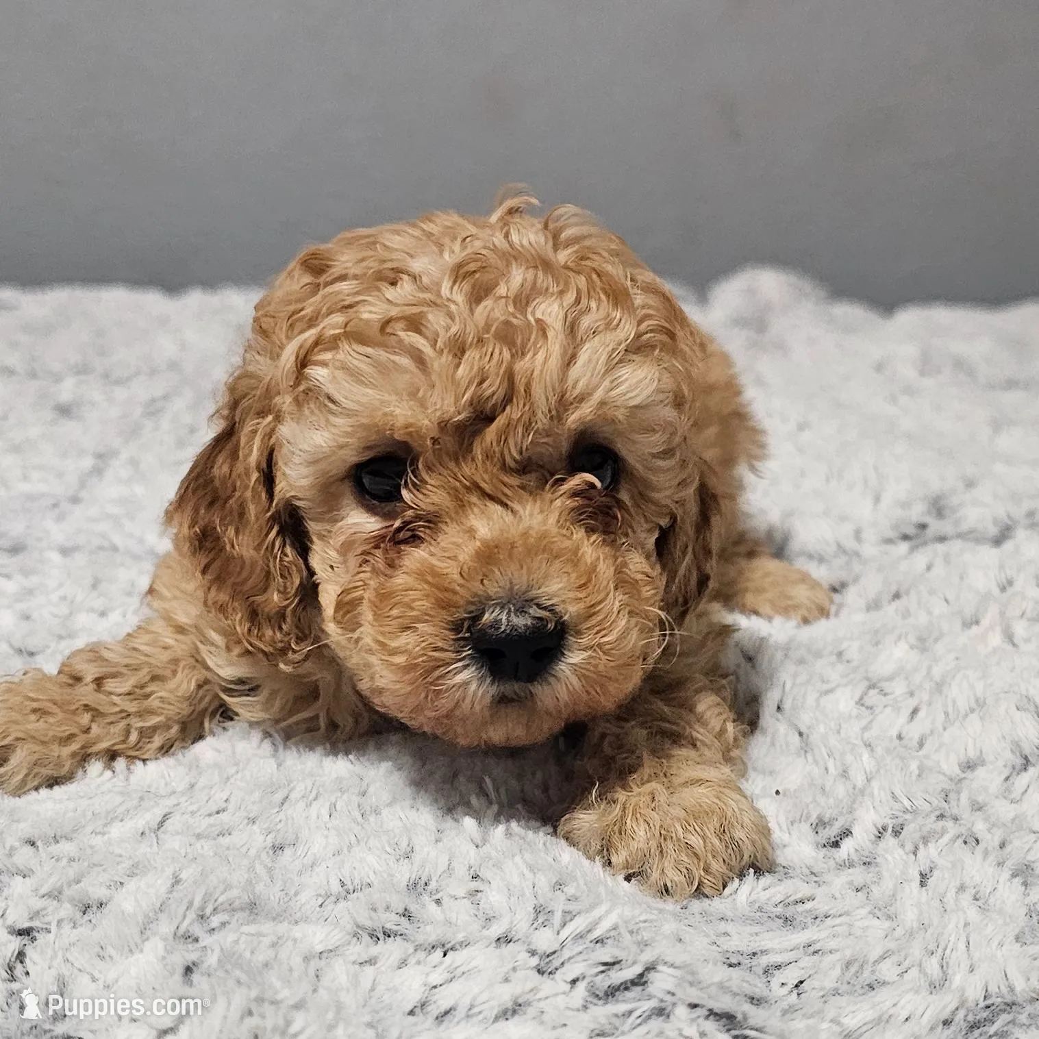 Autumn *Ready 3/14*, a female Poodle - Toy  for sale in Arlington, TX – Photo 2 of 4