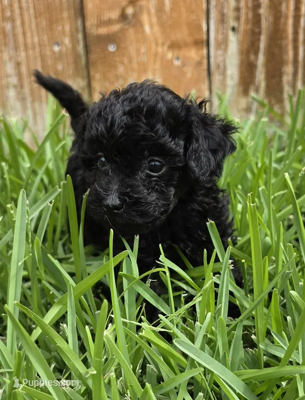 AKC Pepper *Ready 8/6* – Poodle - Toy  puppy for sale in Arlington, TX