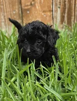 AKC Pepper *Ready 8/6*, a female Poodle - Toy  for sale in Arlington, TX – 1 of 3