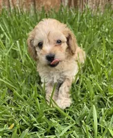 AKC Biscuit *Ready 8/6*, a male Poodle - Toy  for sale in Arlington, TX – 2 of 4