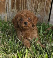 Rose *Ready 10/27*, a female Poodle - Toy  for sale in Arlington, TX – 2 of 3
