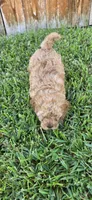 Archer *Ready Oct 5th*, a male Poodle - Toy  for sale in Arlington, TX – 2 of 3