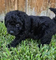 Denzel *Ready Oct 5th*, a male Poodle - Toy  for sale in Arlington, TX – 3 of 3