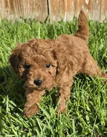 AKC Jasper, a male Poodle - Toy  for sale in Arlington, TX – 3 of 4