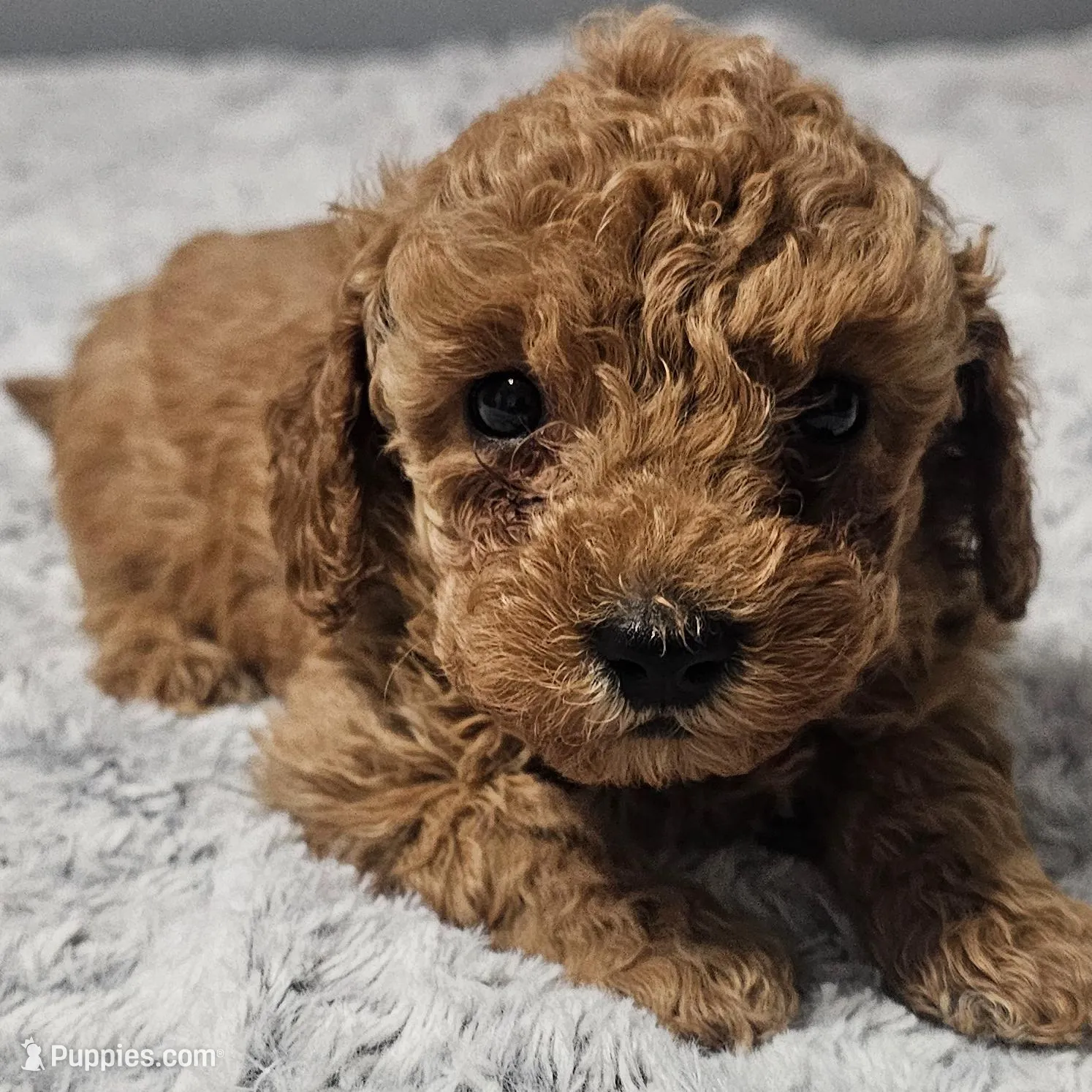 Trixie *Ready 3/14*, a female Poodle - Toy  for sale in Arlington, TX – Photo 3 of 3