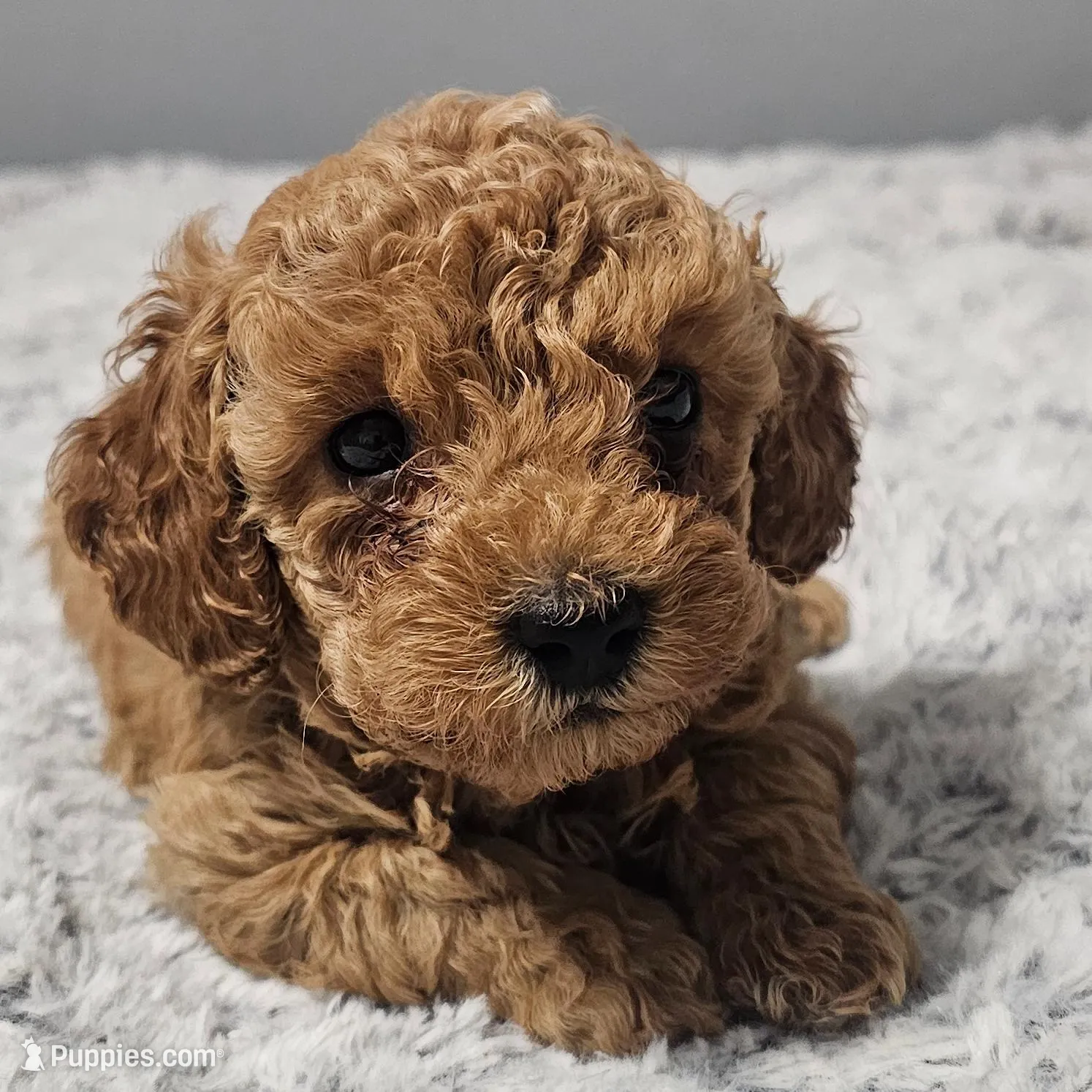 Trixie *Ready 3/14*, a female Poodle - Toy  for sale in Arlington, TX – Photo 1 of 3